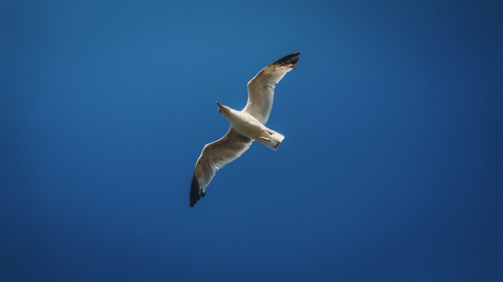 a seagull flying in the blue sky with a fish in its beak