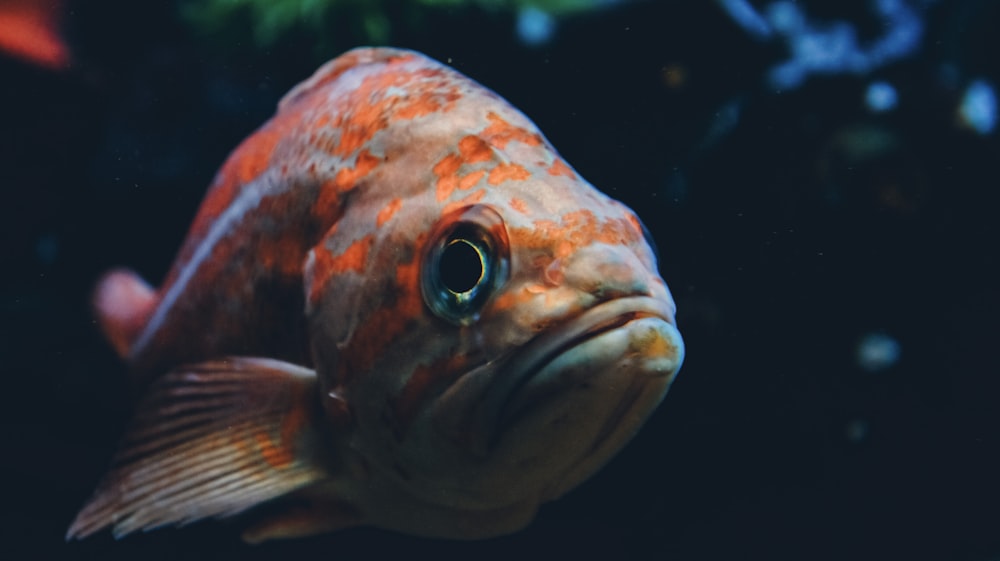 a close up of a fish in an aquarium