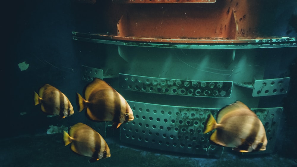 a group of fish that are standing in the water