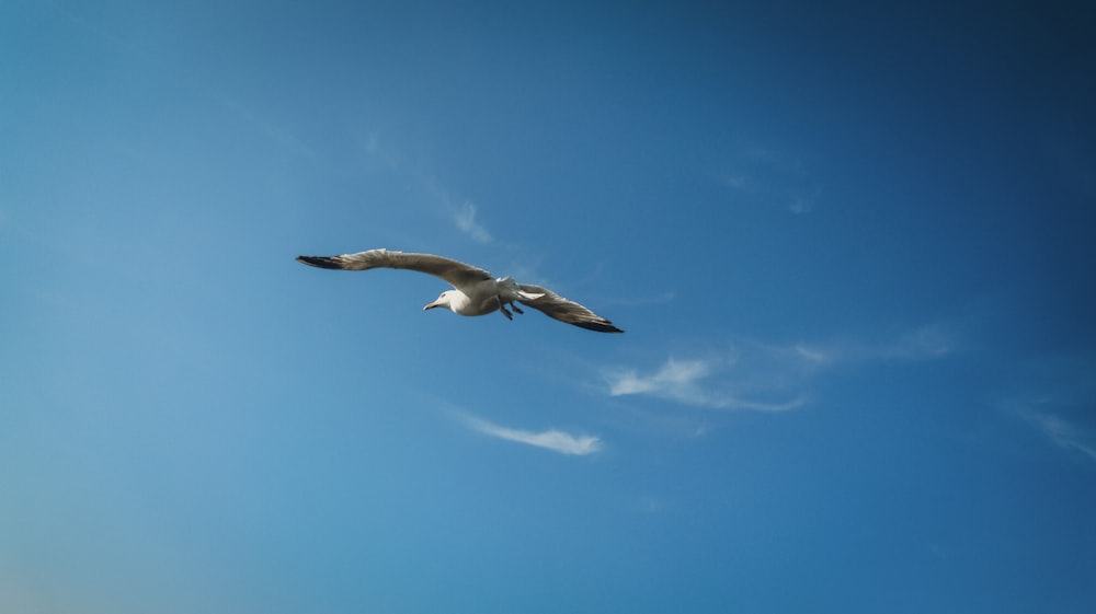 a seagull flying through a blue sky with white clouds