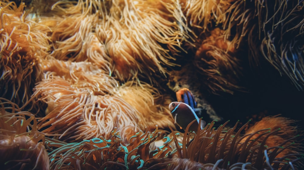 a clownfish hiding in an anemone sea anemone