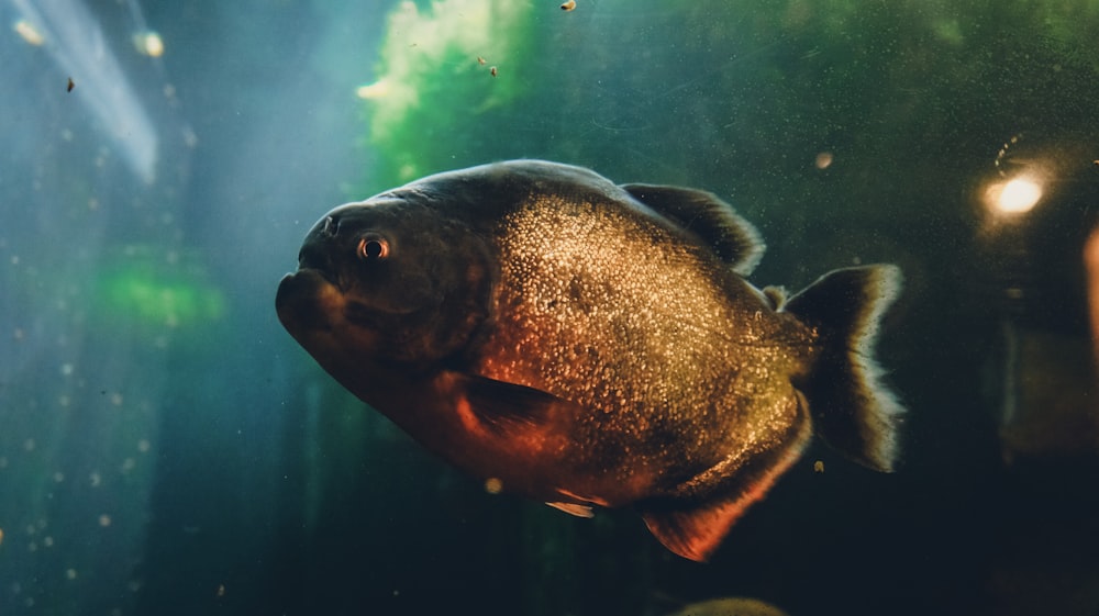 un pesce che nuota in un po' d'acqua