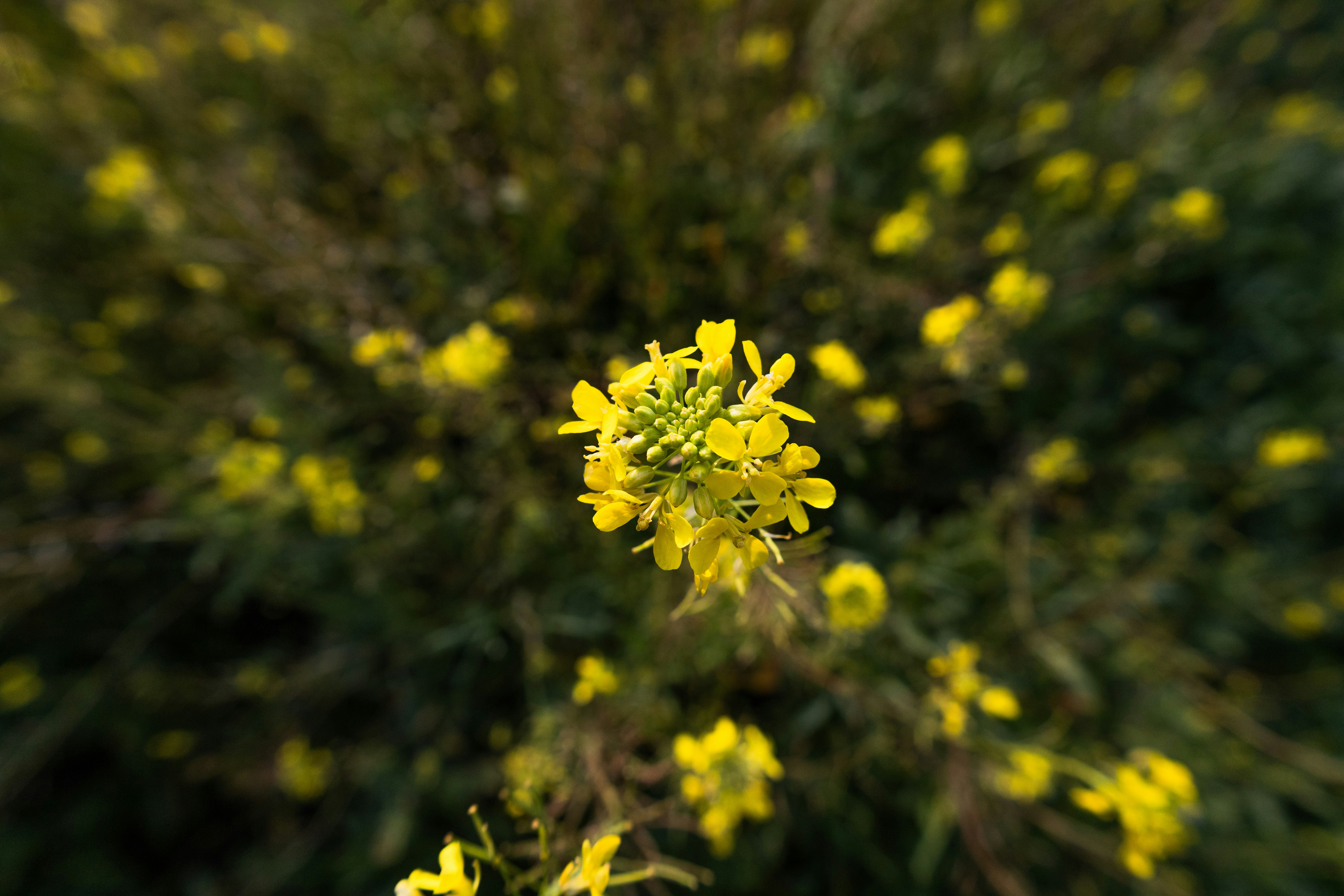 Photo by falconnovoa