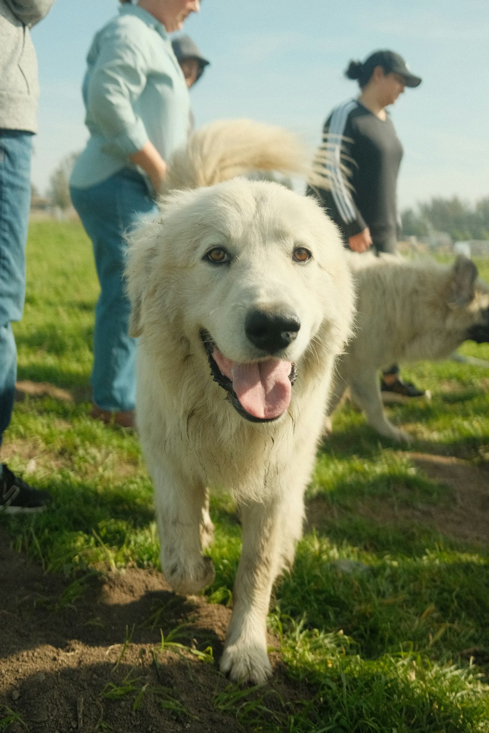 un groupe de personnes debout autour d’un chien blanc