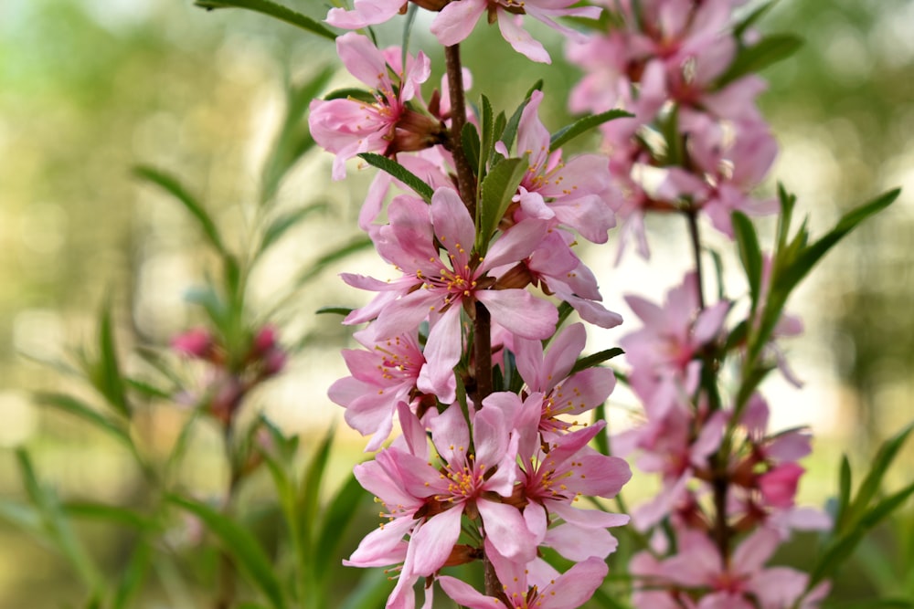 a close up of pink flowers on a tree