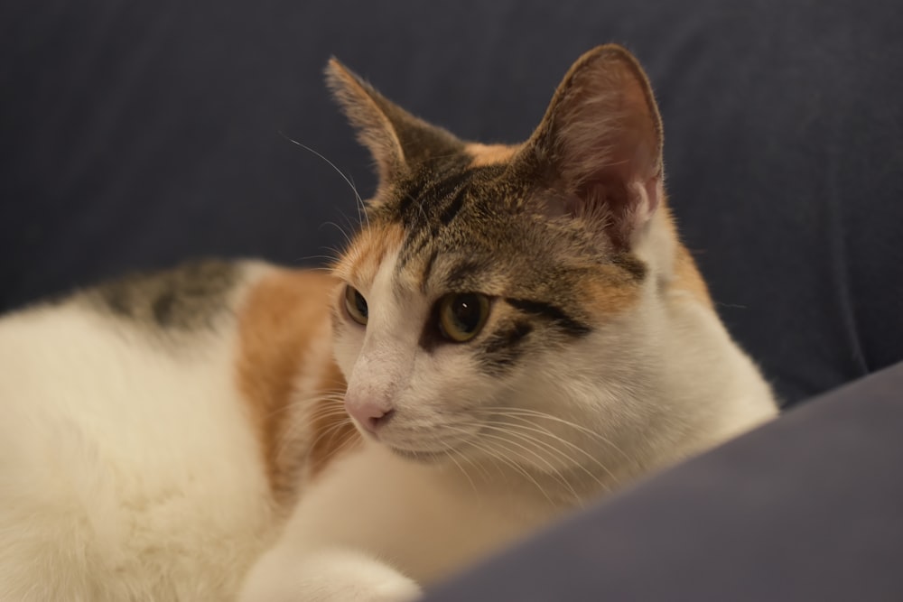 a cat is laying down on a couch