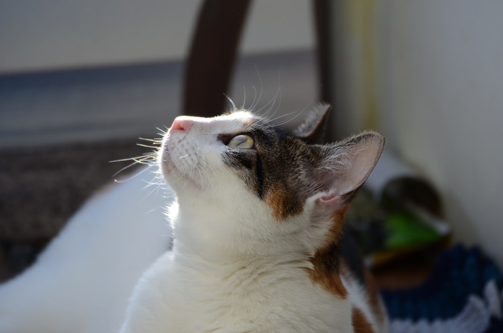 a close up of a cat looking up at something