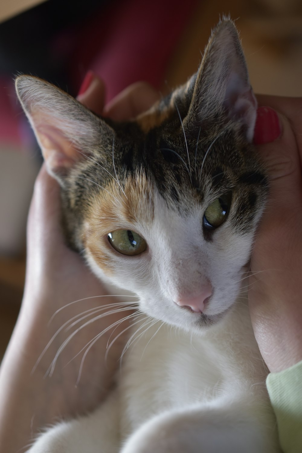 a person holding a cat in their hands