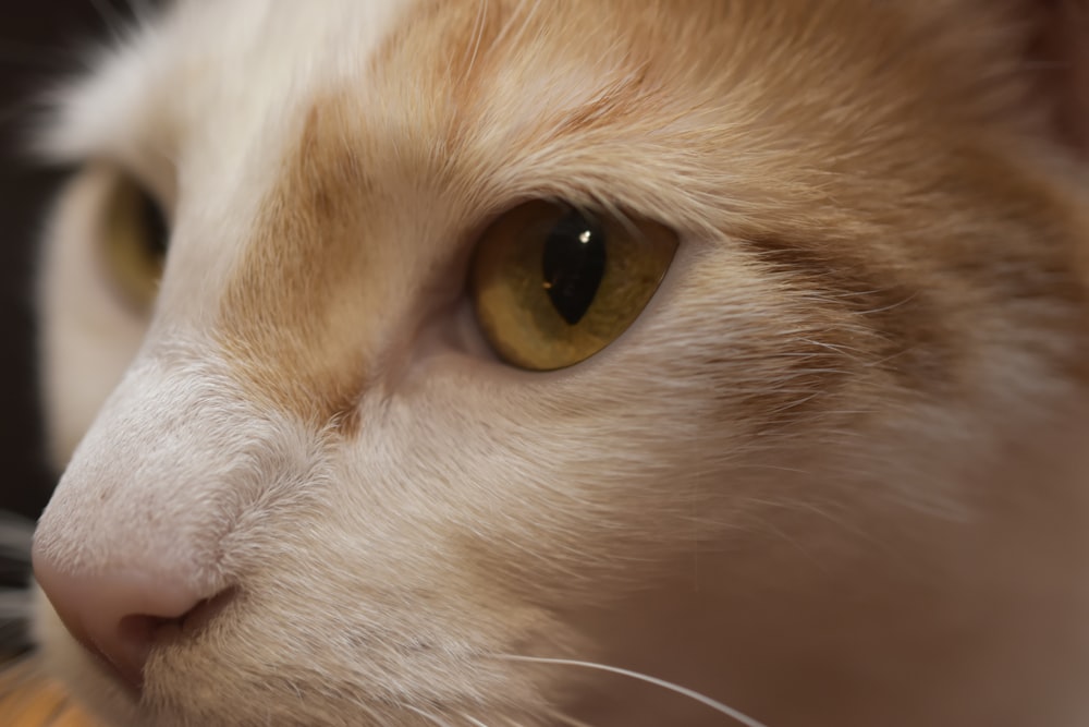 a close up of a cat's face with yellow eyes