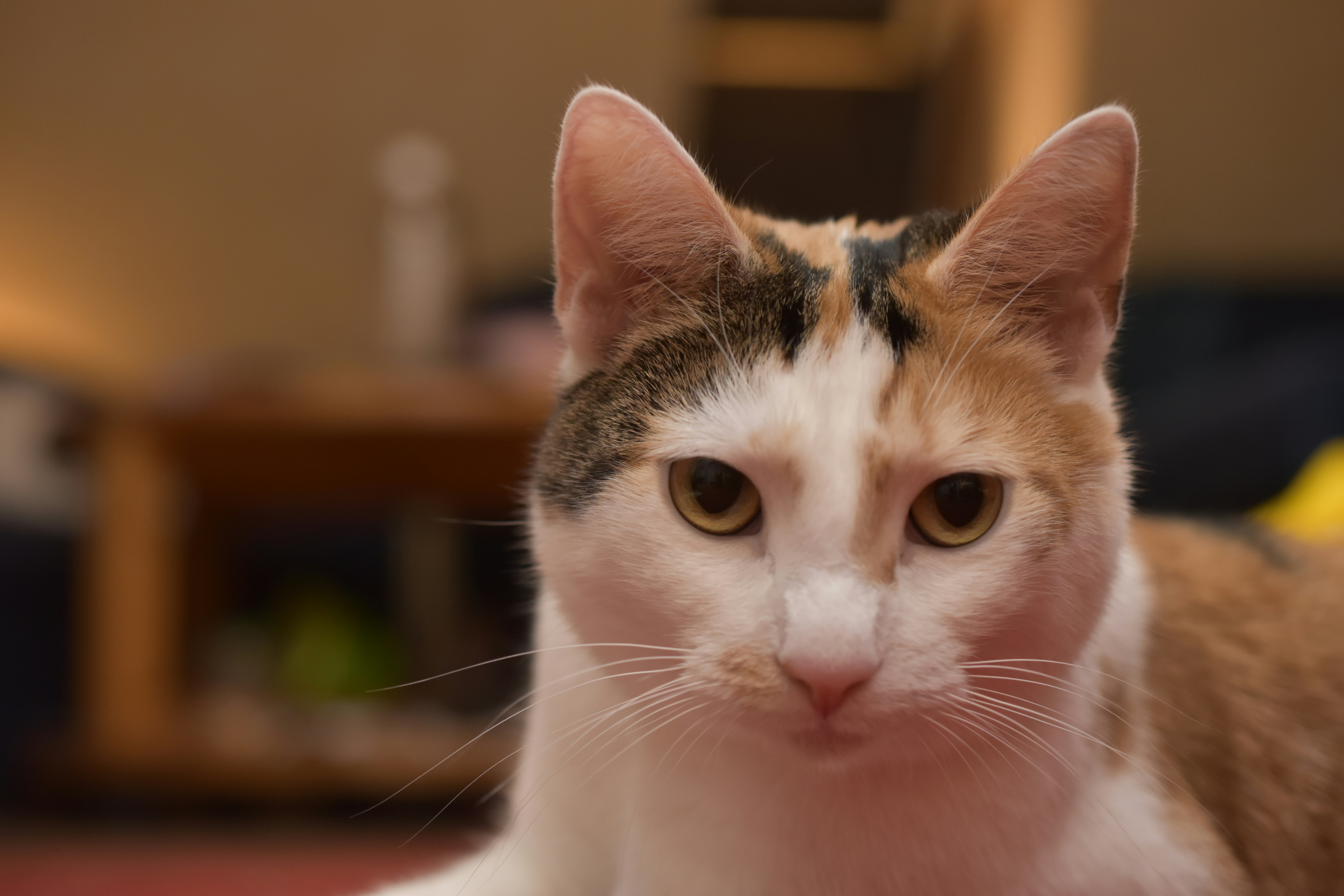 a close up of a cat laying on the floor