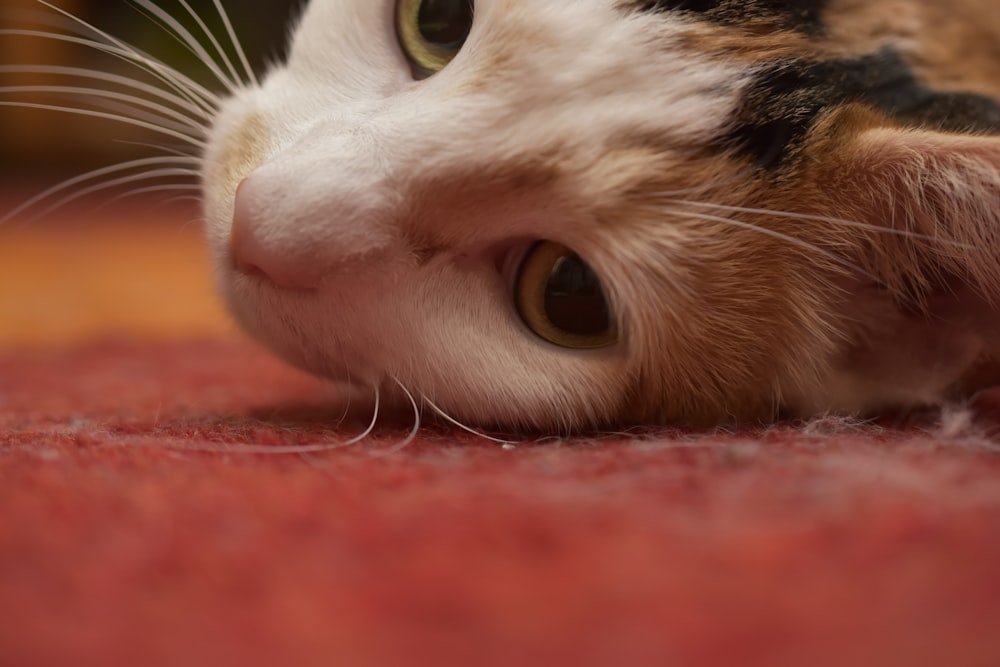 a close up of a cat laying on the floor