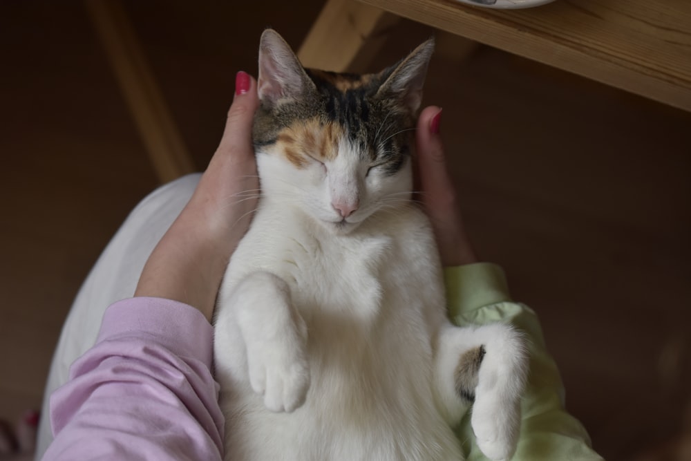 a person holding a white and orange cat