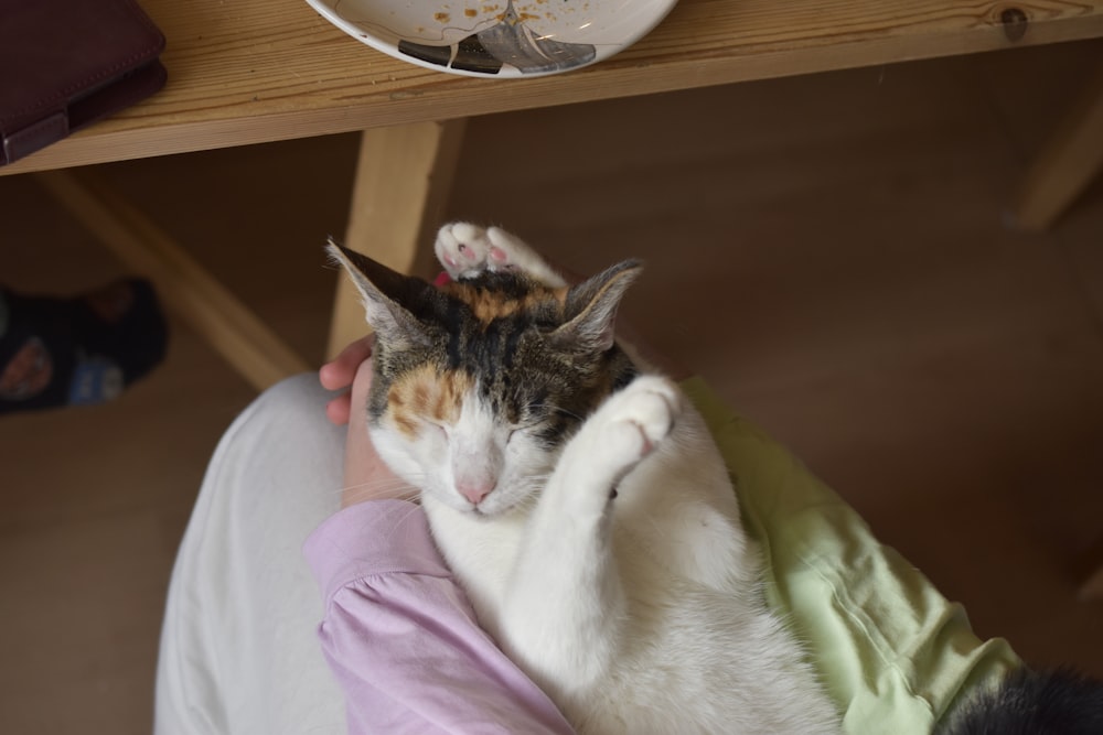 a cat laying on a person's lap under a table