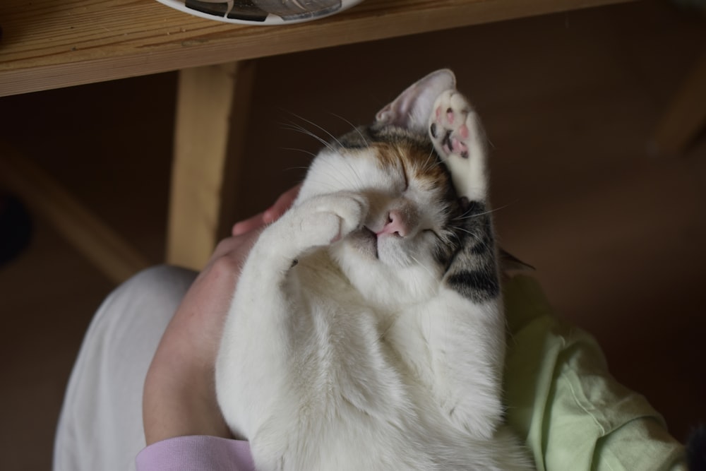 a person holding a cat up to their face