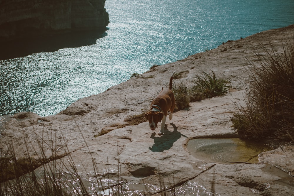 a dog standing on top of a sandy beach next to the ocean