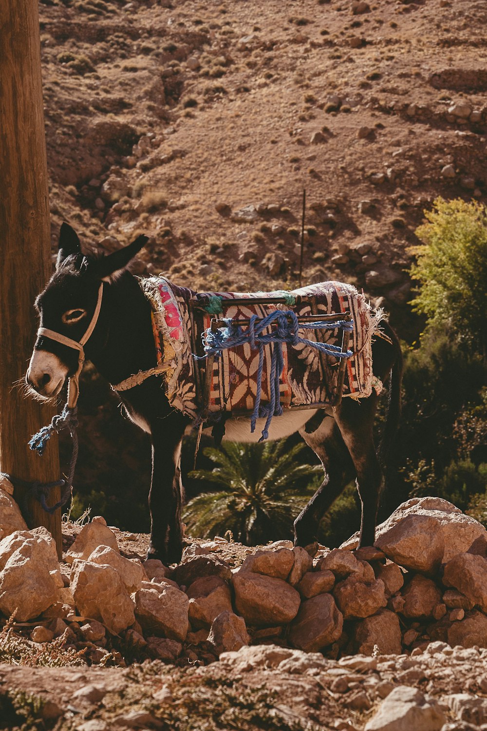 a donkey tied to a pole in the desert
