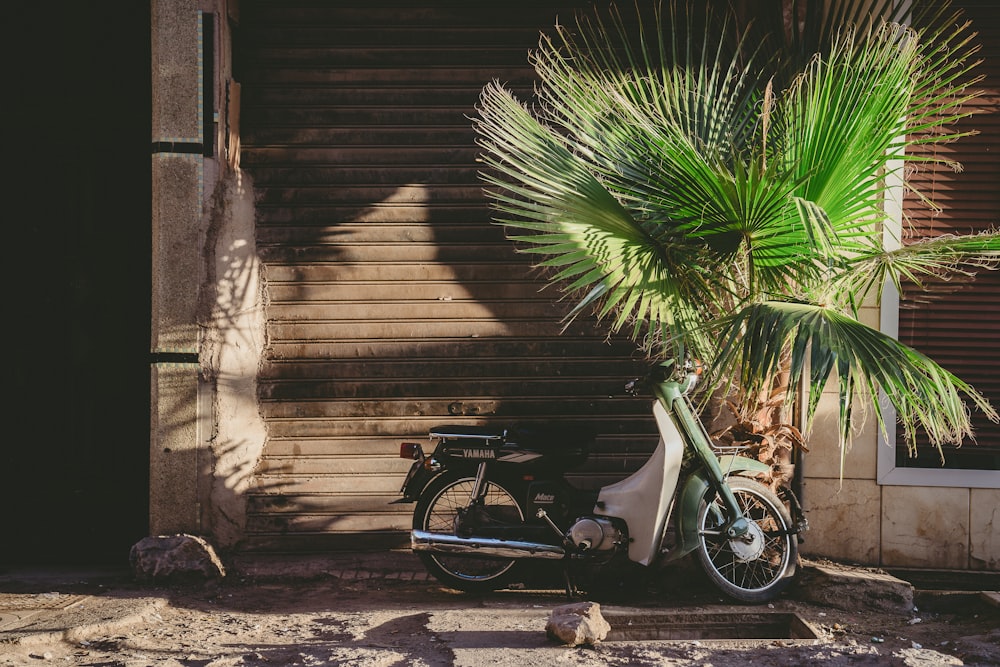 uma motocicleta estacionada ao lado de uma palmeira