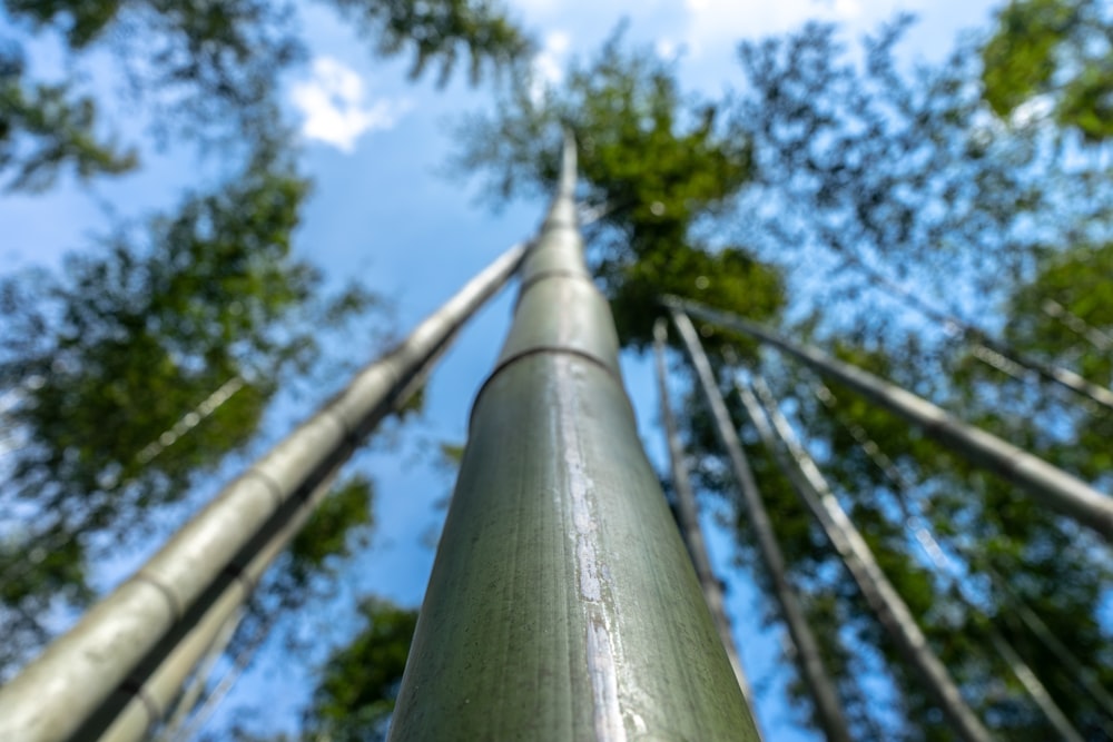 olhando para cima para uma árvore de bambu alta em uma floresta