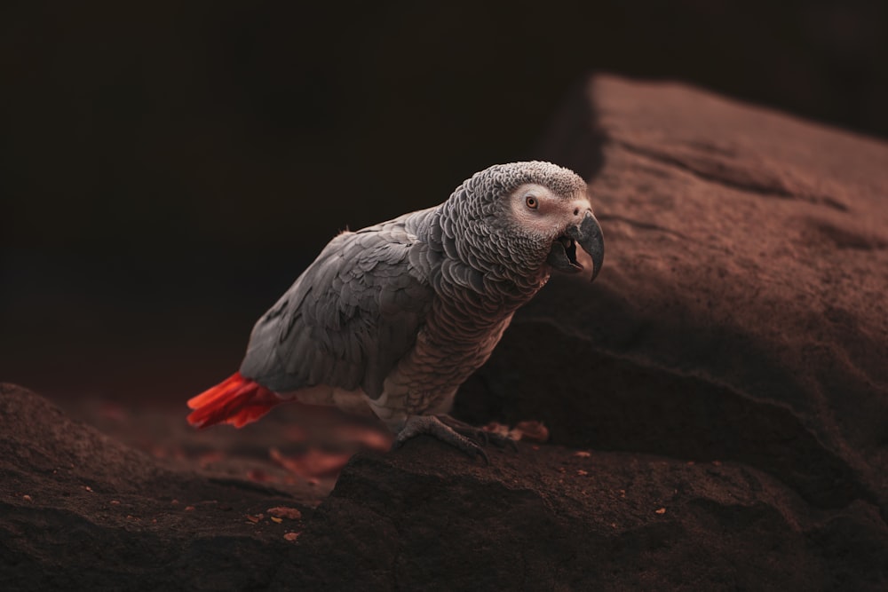 a bird with a red beak standing on a rock