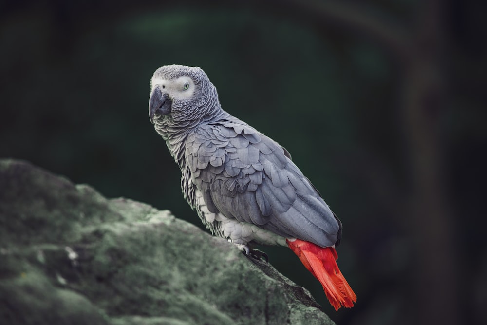 a parrot perched on top of a rock