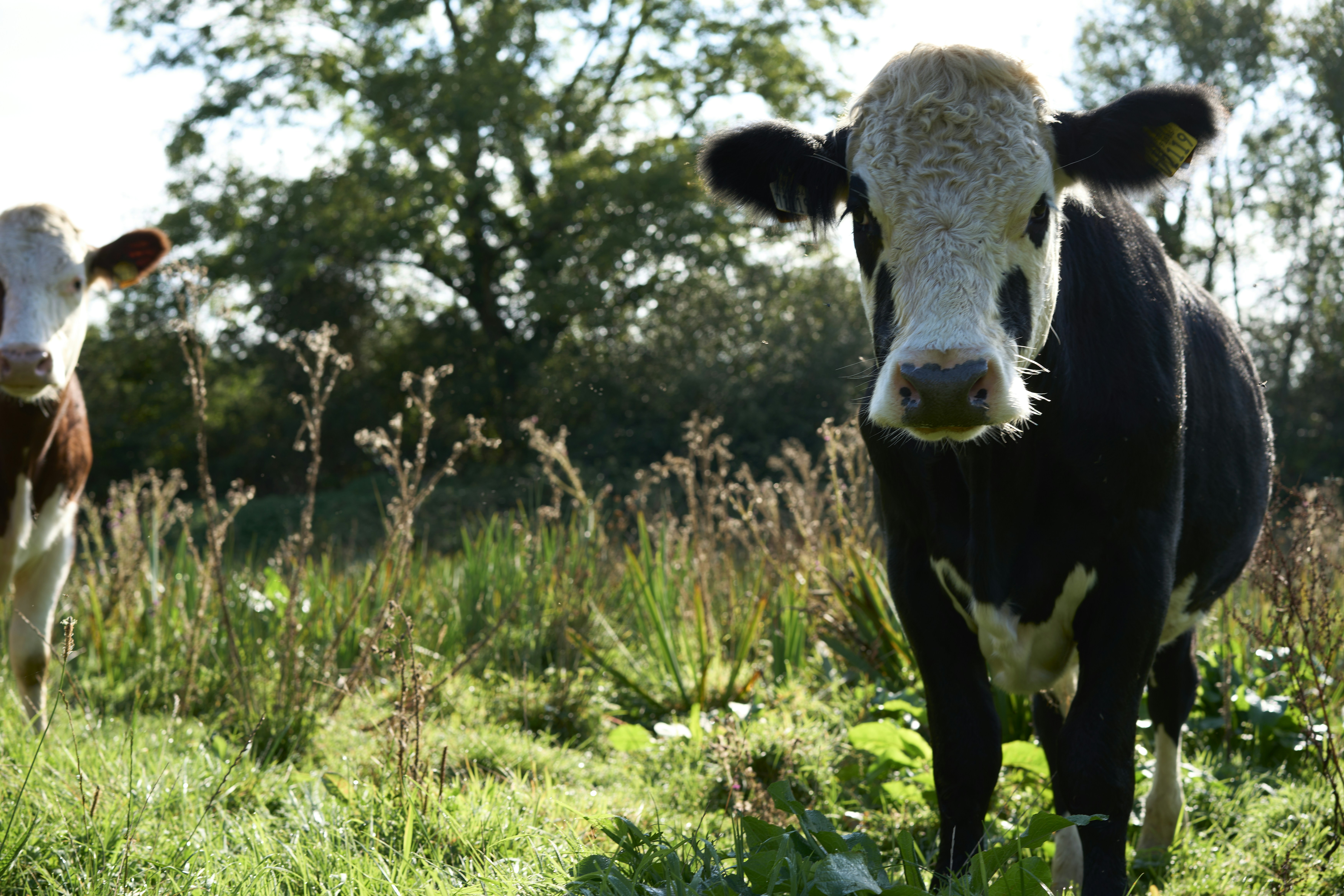 Photo by paulkennymcgrath