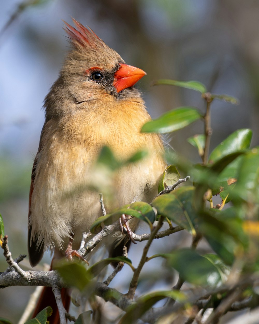 a bird with a red beak sitting on a tree branch