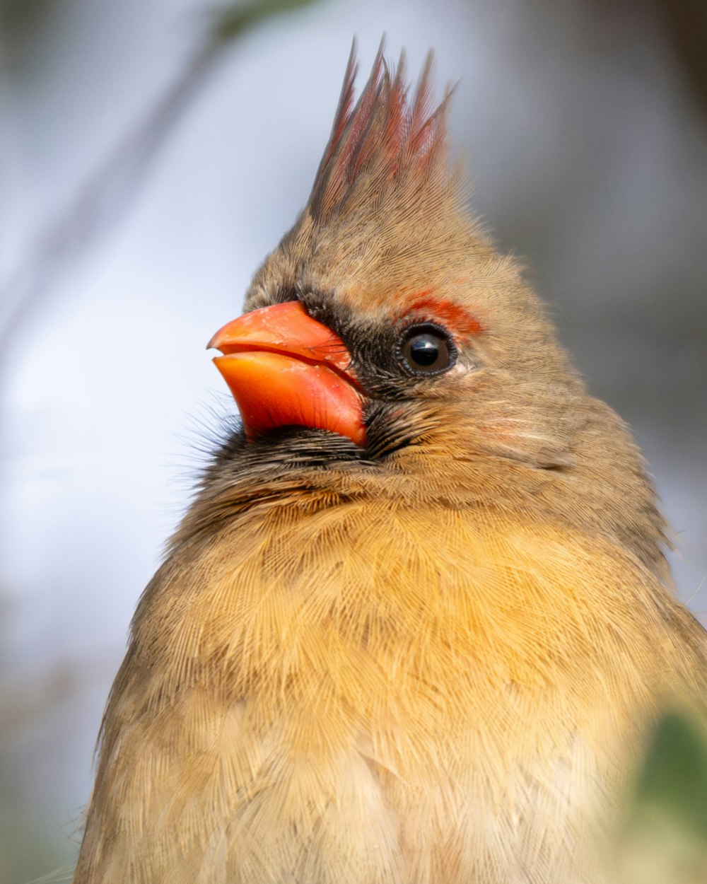 a close up of a bird with a red beak