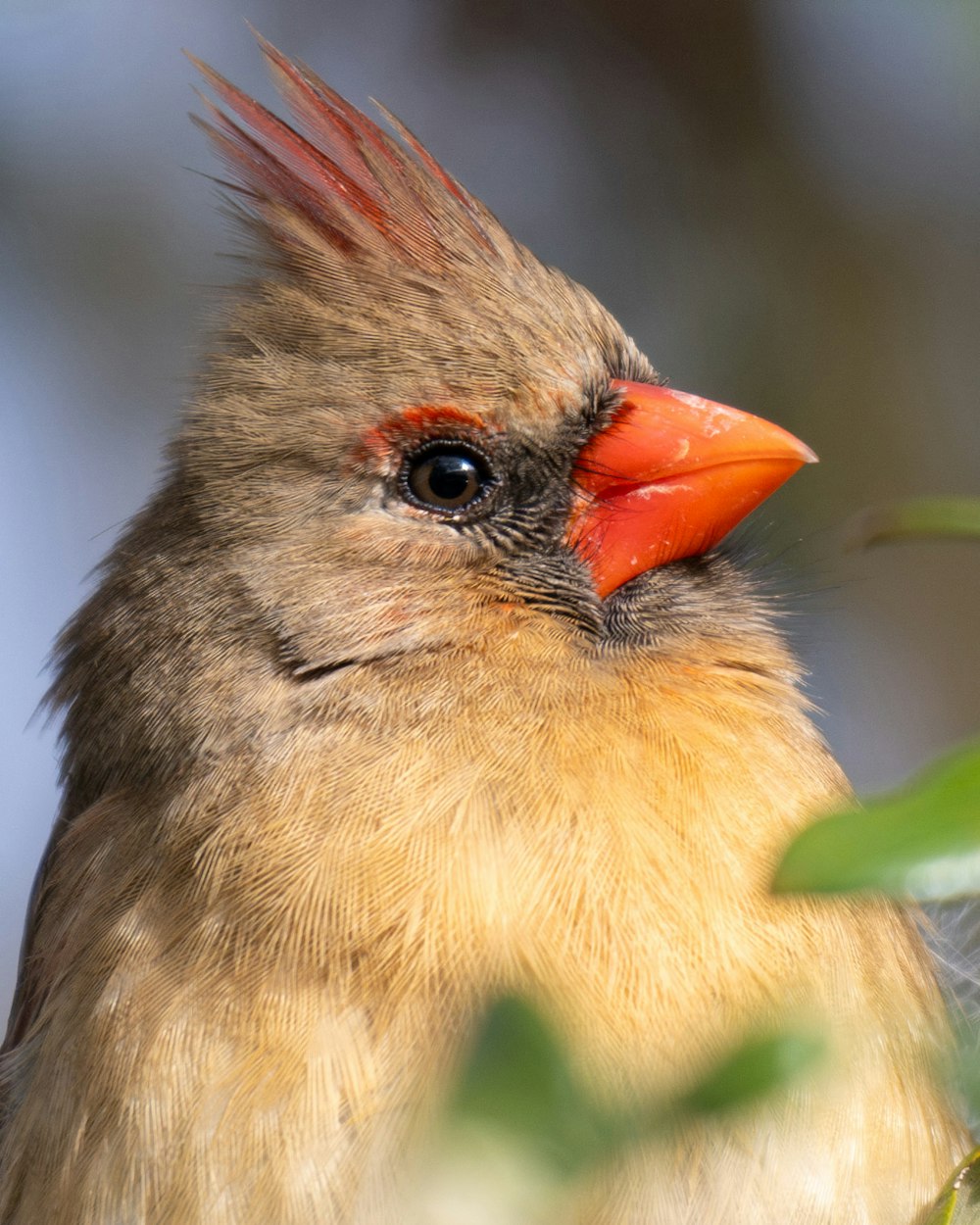 a close up of a bird with a red beak