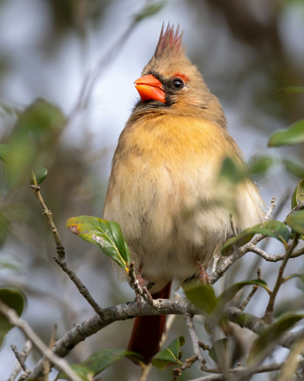 a bird with a red beak sitting on a tree branch