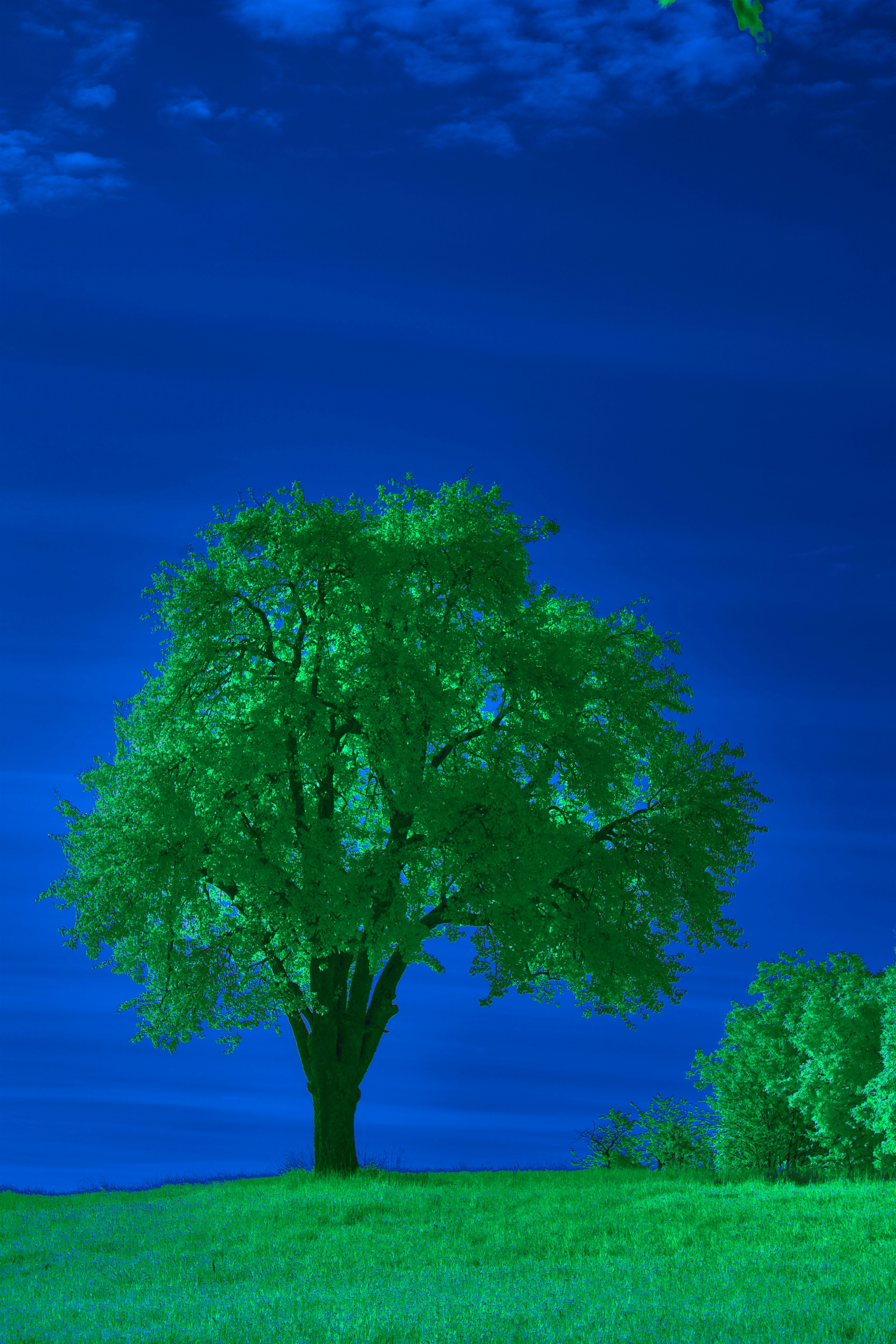 Photo by wolfgang_hasselmann