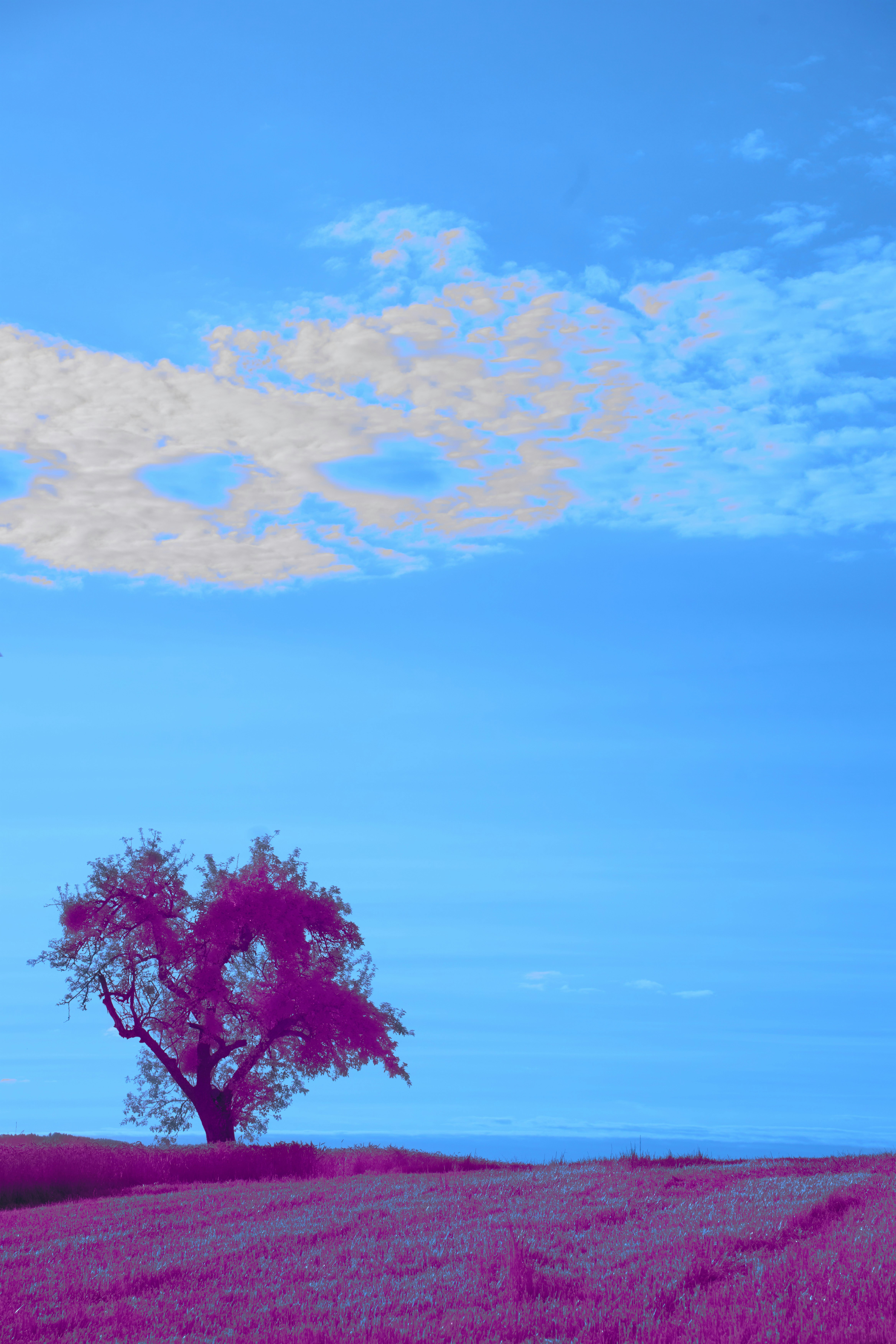 Photo by wolfgang_hasselmann