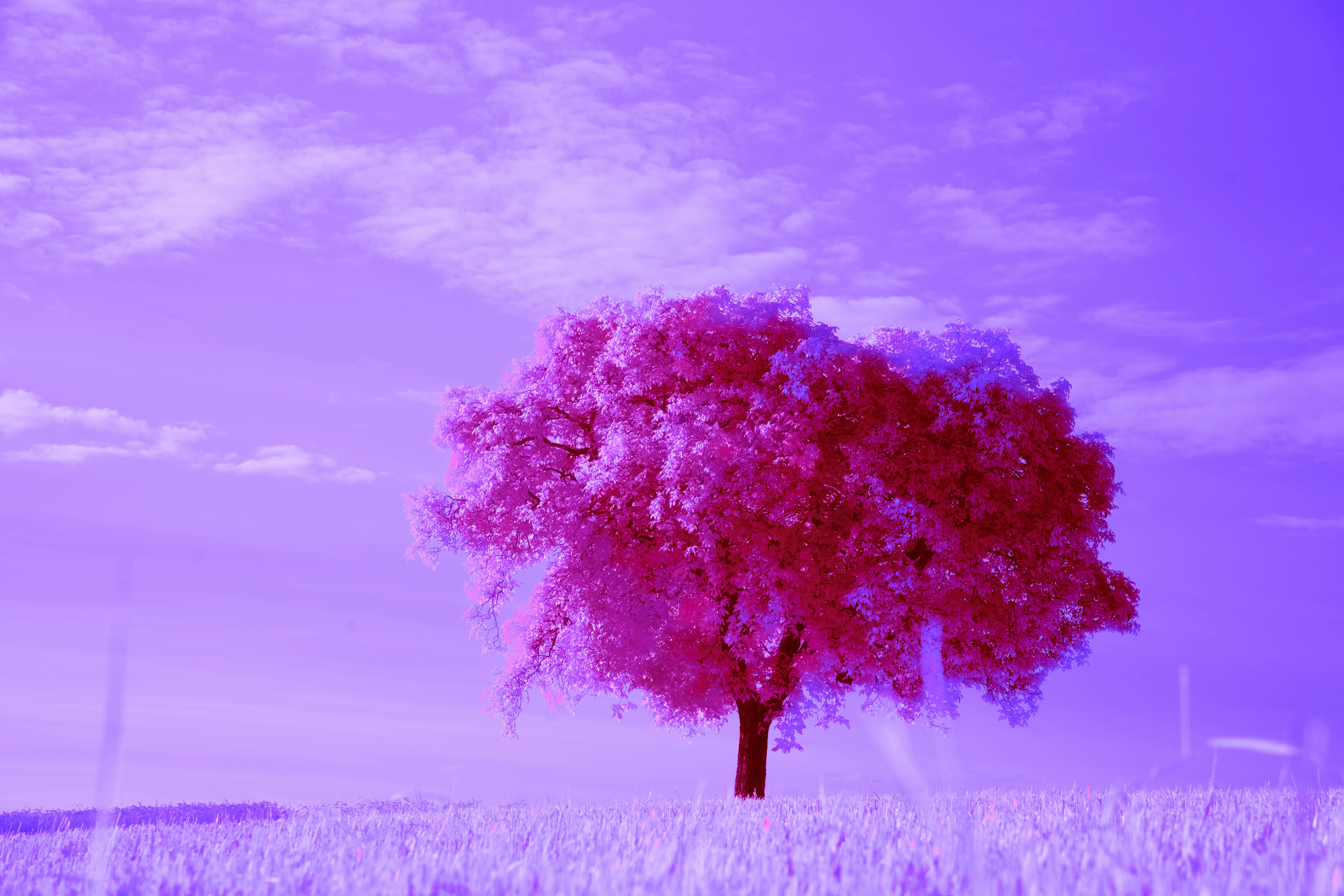 Photo by wolfgang_hasselmann