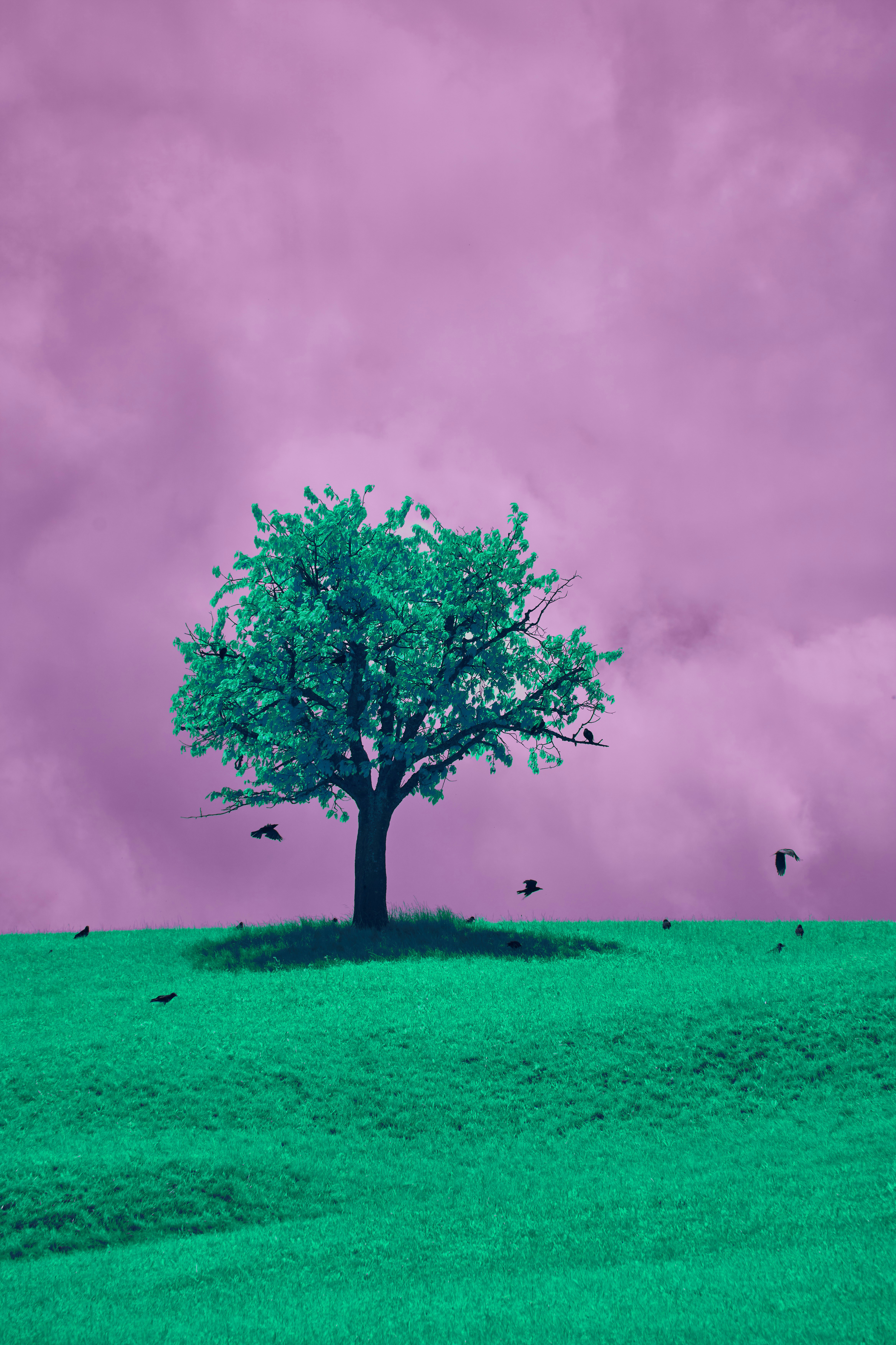 Photo by wolfgang_hasselmann