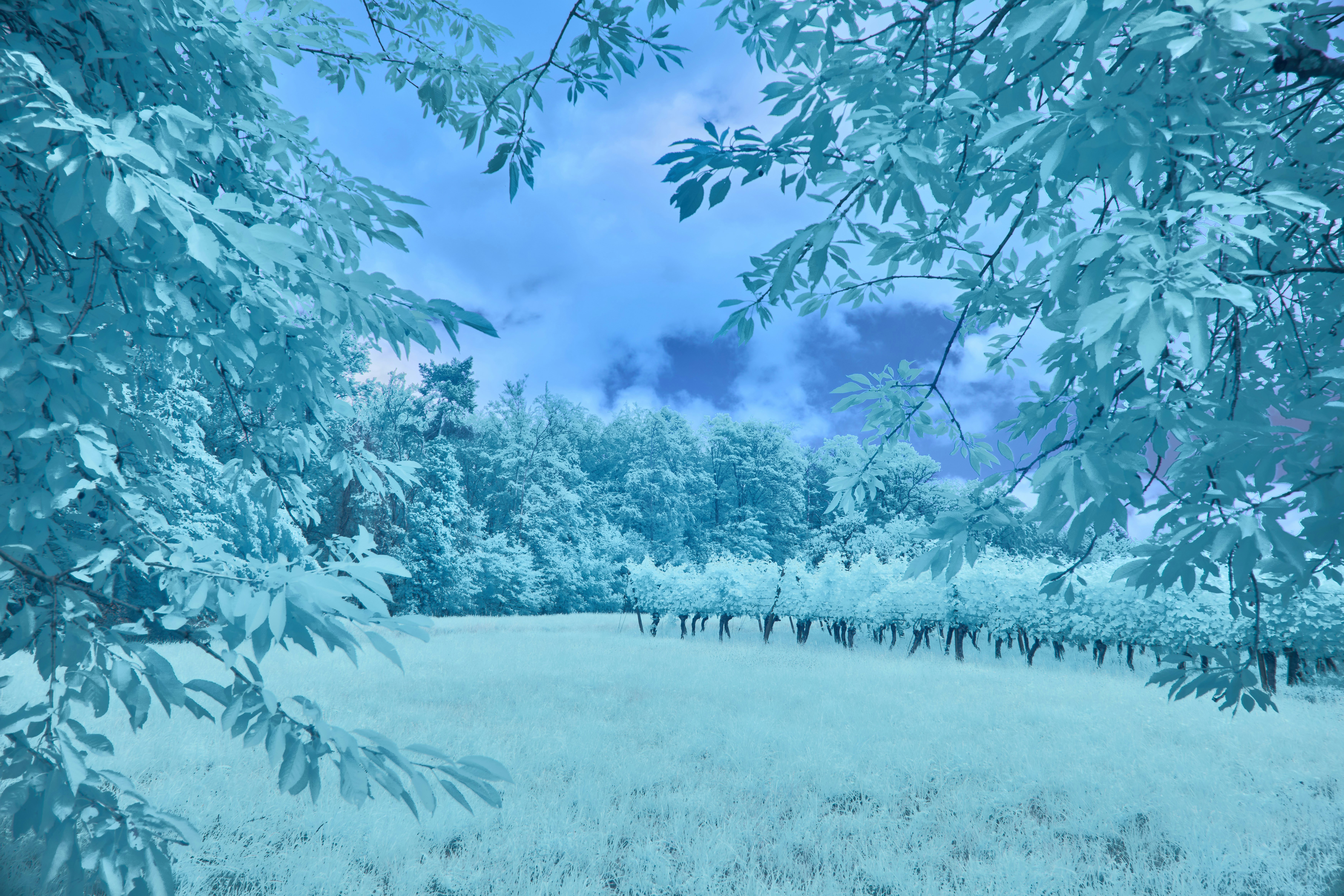 Photo by wolfgang_hasselmann