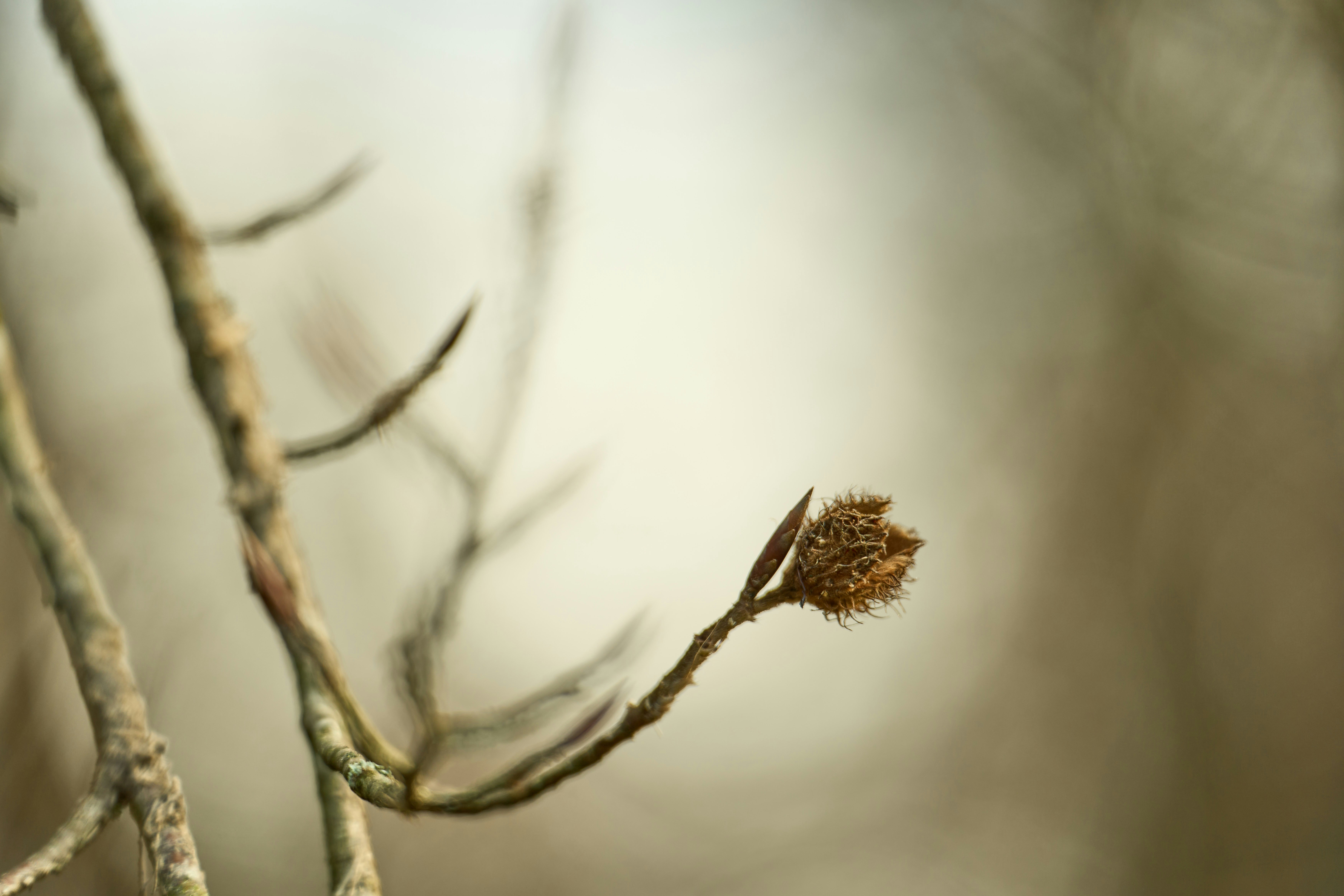 Photo by wolfgang_hasselmann