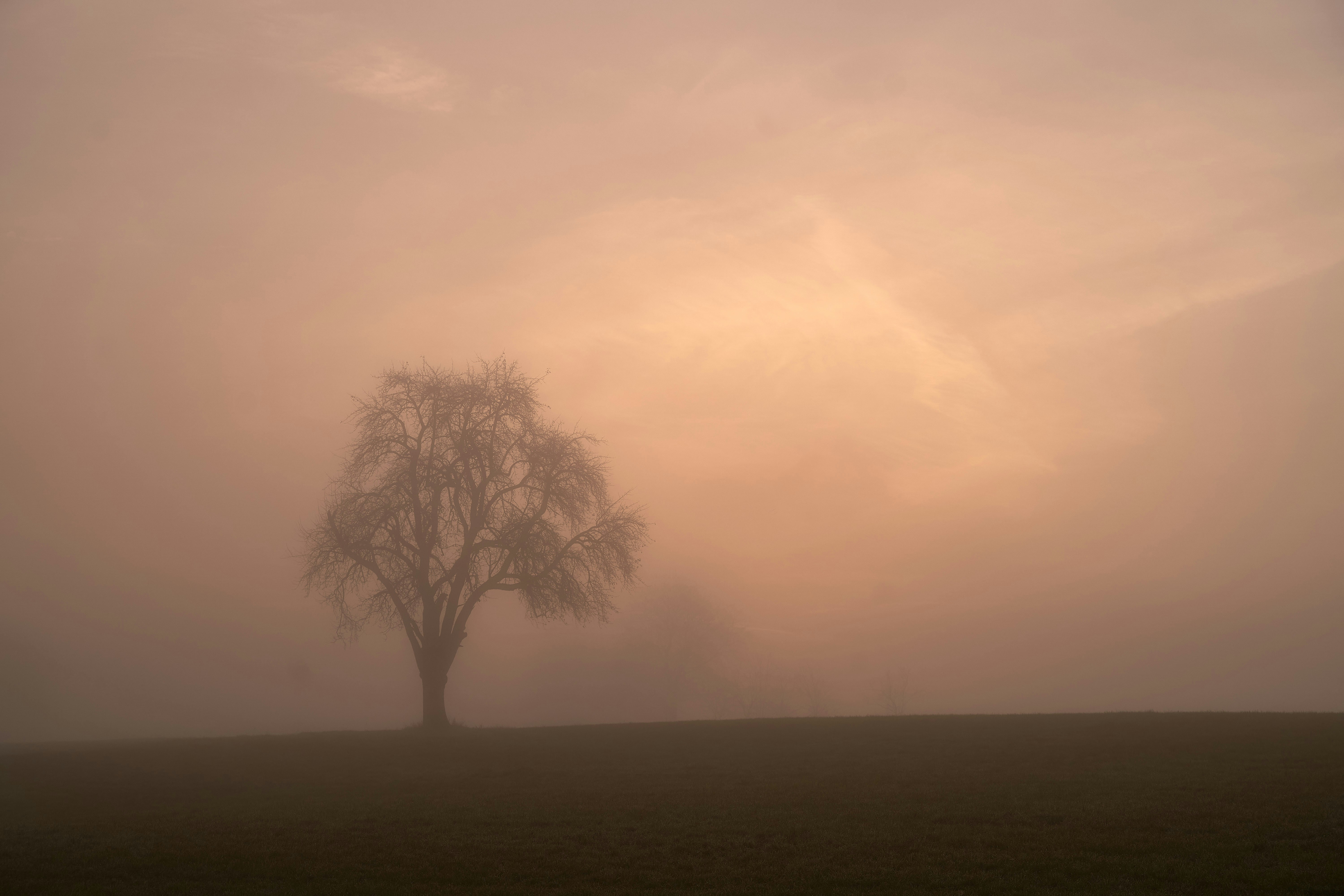 Photo by wolfgang_hasselmann