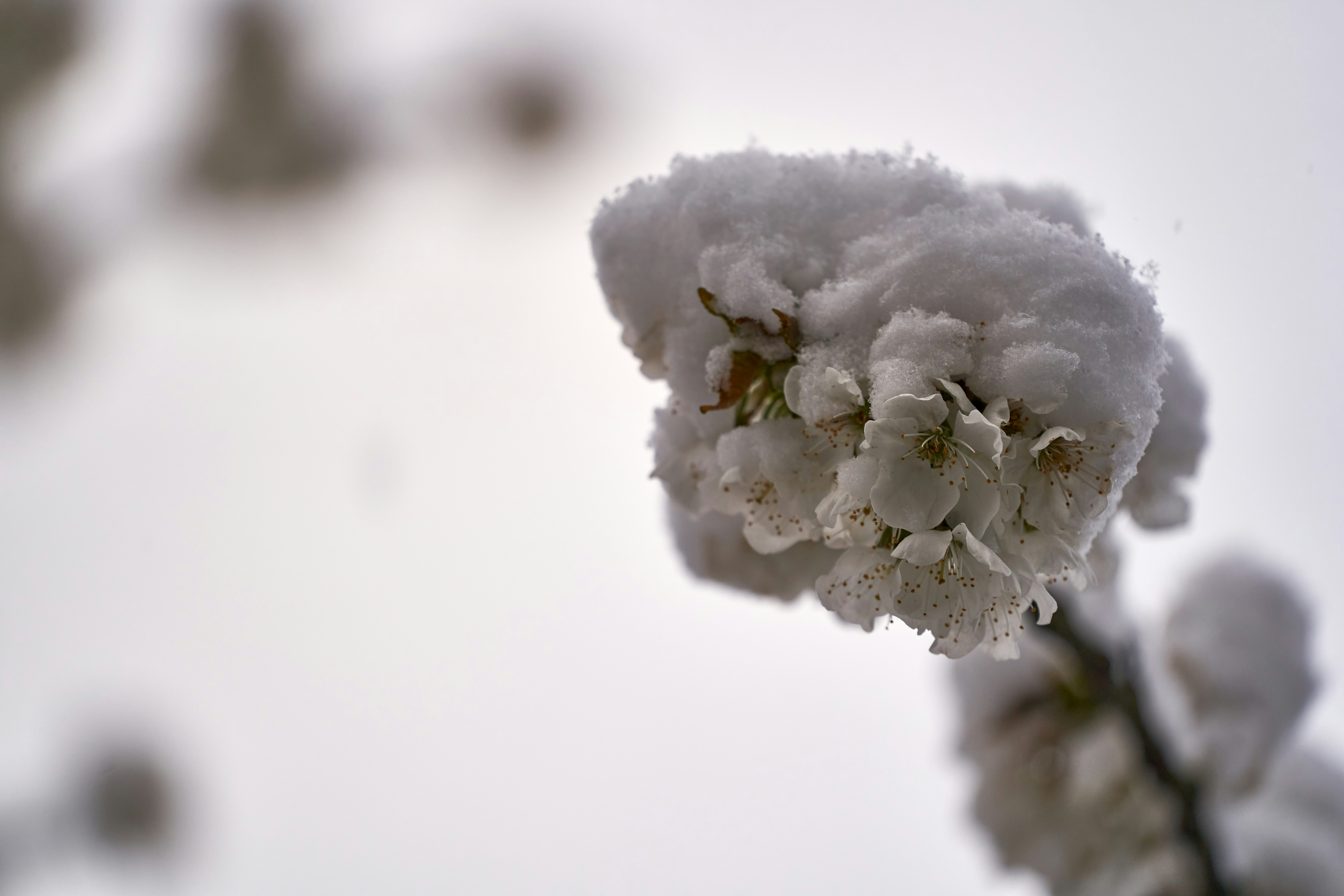 Photo by wolfgang_hasselmann