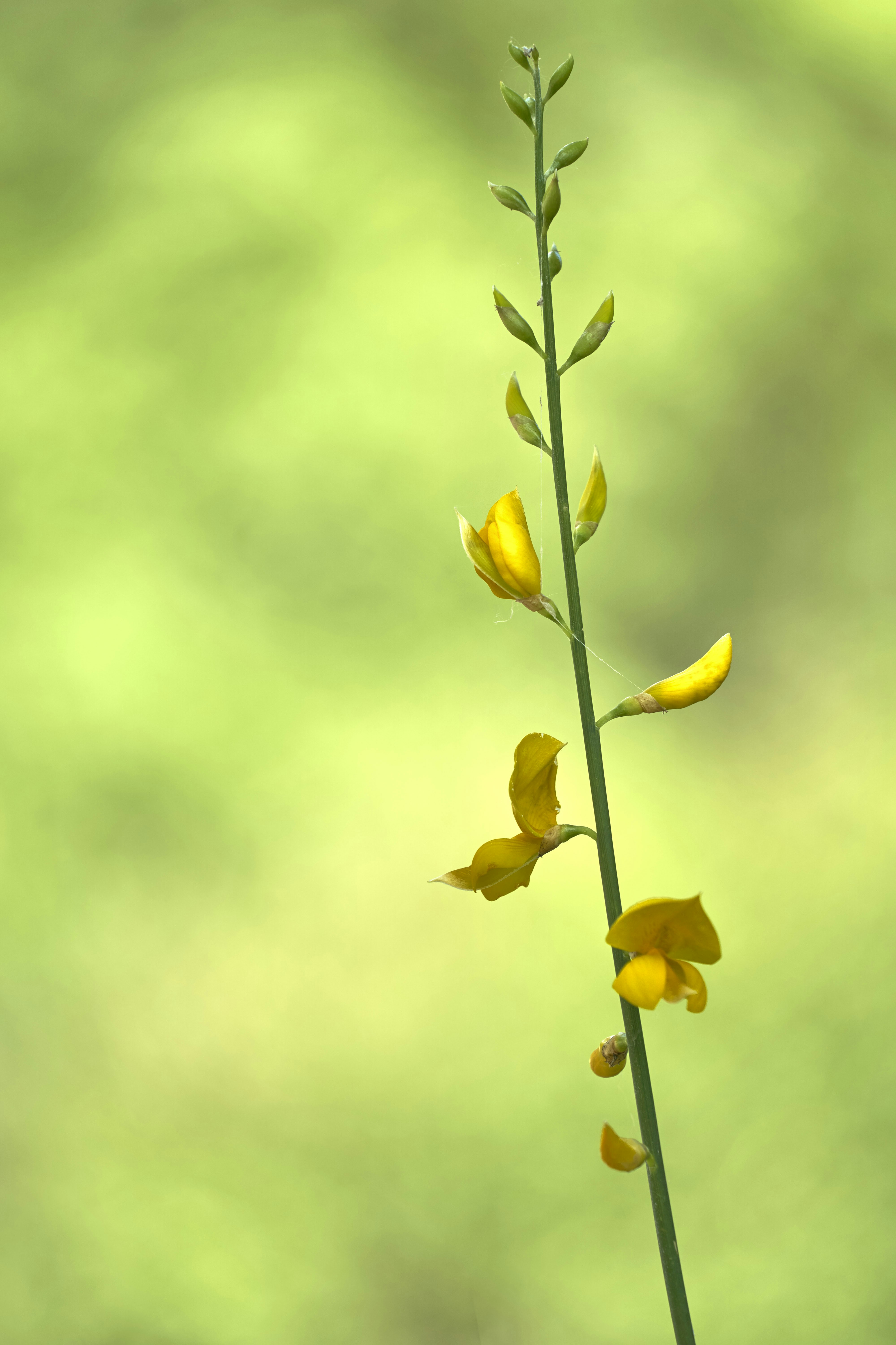 Photo by wolfgang_hasselmann