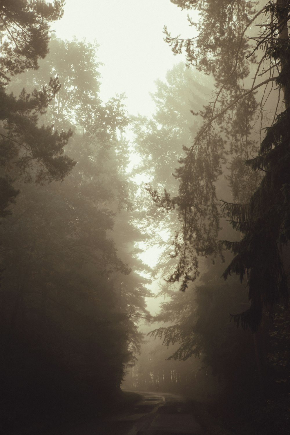 a foggy road surrounded by tall trees