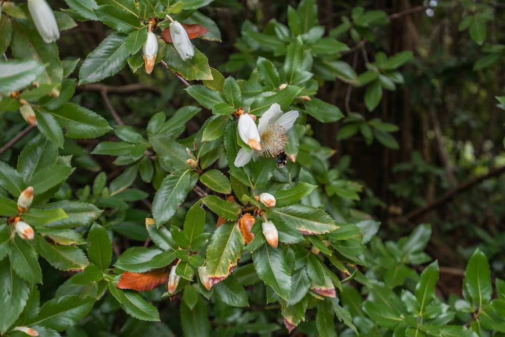 a tree with white flowers and green leaves