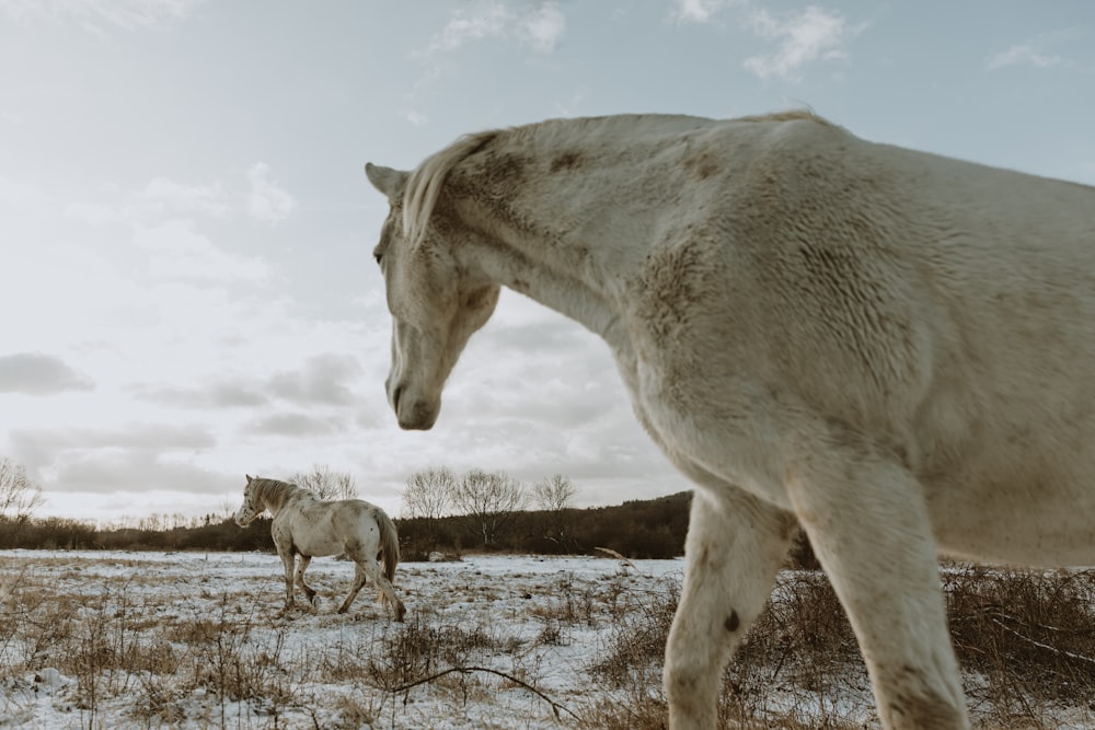 a couple of white horses standing on top of a snow covered field