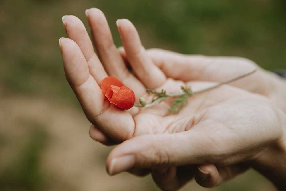 a person holding a flower in their hand