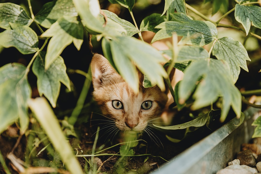 a kitten peeking out from behind a plant