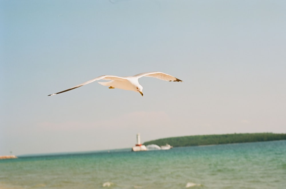 a seagull flying over the ocean with a boat in the background