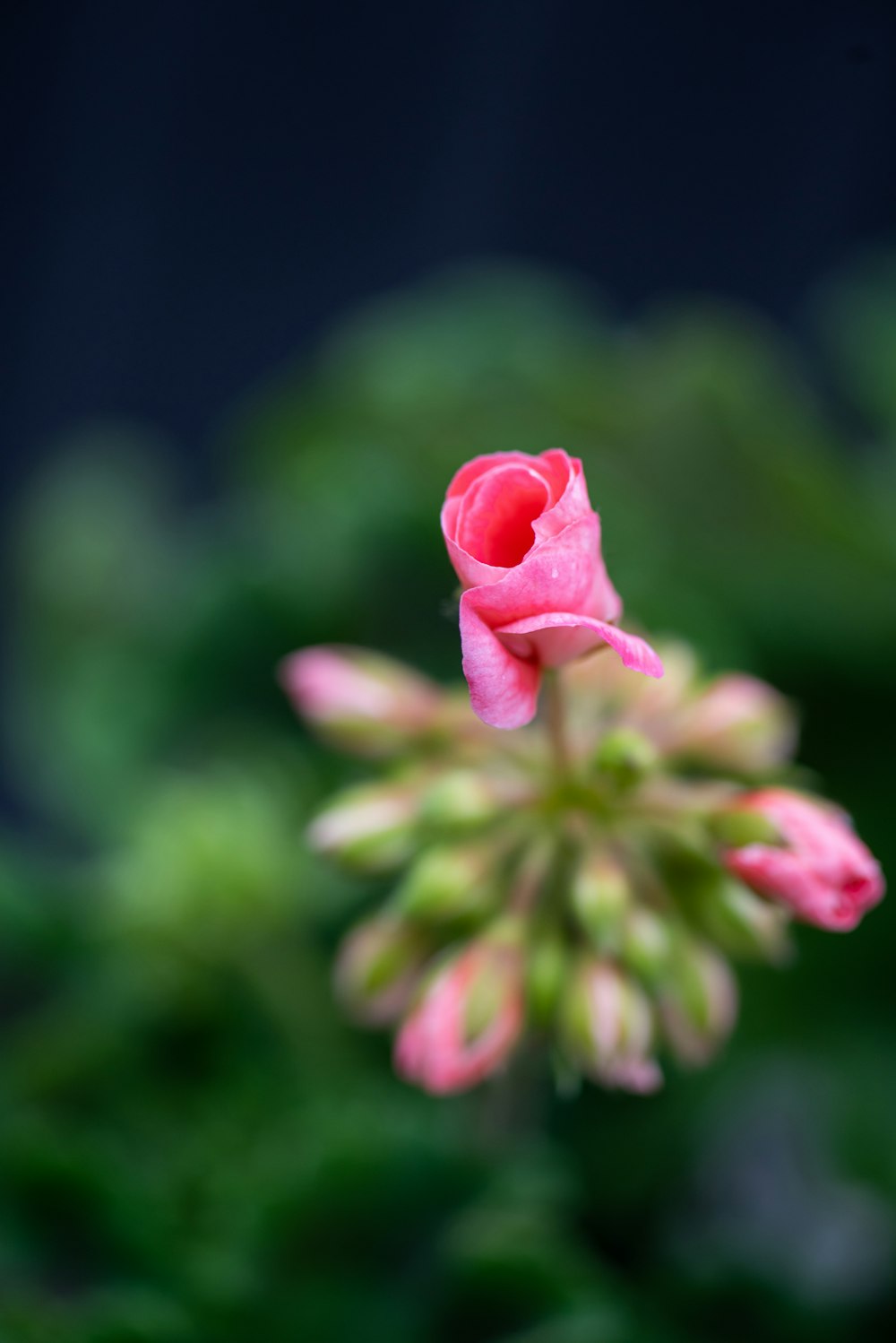 a pink flower with green leaves in the background