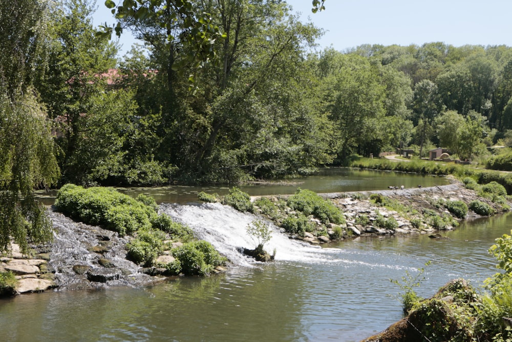 a small river running through a lush green forest