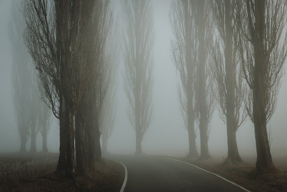 uma estrada nebulosa com árvores em ambos os lados