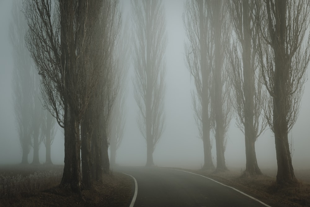 una strada nebbiosa con alberi su entrambi i lati