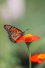 a close up of a butterfly on a flower