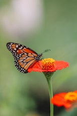 a close up of a butterfly on a flower